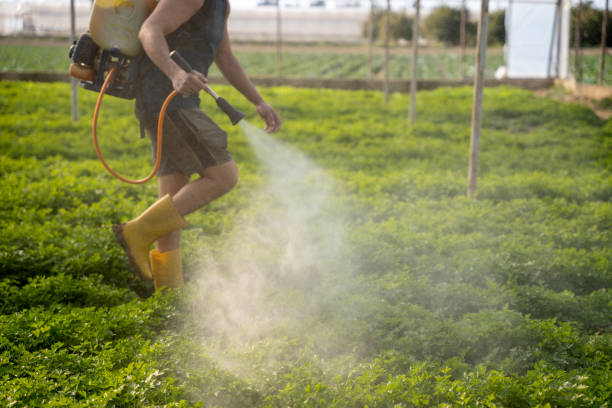 Best Mosquito Control Services  in Llano, TX