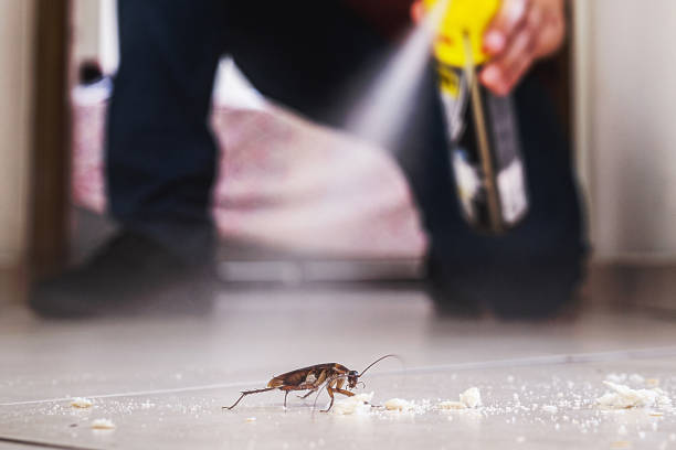 Best Best Pest Control Companies  in Llano, TX