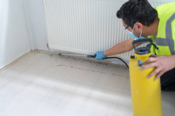 Reliable Llano, TX Pest Control Solutions