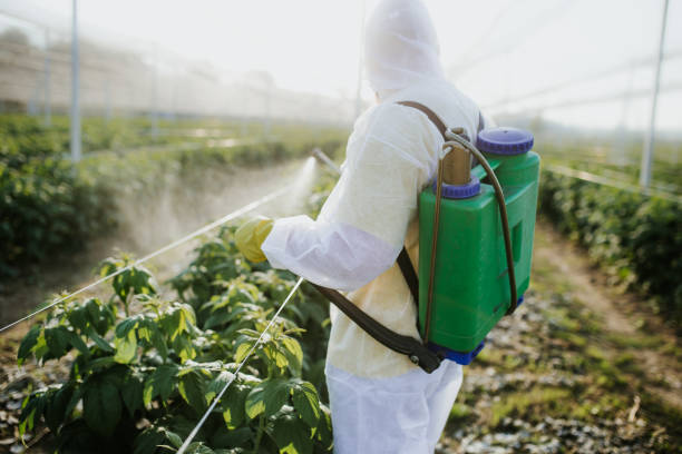 Best Pest Prevention Services  in Llano, TX